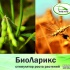 «БиоЛарикс» – стимулятор роста растений