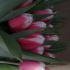 Тюльпаны голландские