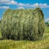 Продам сено люцерны (в рулонах)