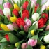 тюльпаны из голландии к 8 марта