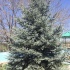 Голубая Ель