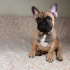 Французский бульдог щенки