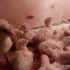 индюшата Хайбрид, куры китайские черные,мараны,инкубационнон