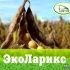 «ЭкоЛарикс» – регулятор роста и развития растений