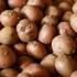 Продаю оптом продовольственный картофель и семенной.