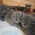 Срочно продам британских котят!!!