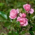 Rizactive Rose, 10 мл - розовый экстракт на рисовом молочке