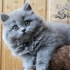 пушистые котята. британские длинношерстные